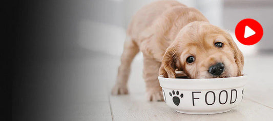 Wie füttert man ein Welpen? Praktische Tipps für seine gesunde Entwicklung