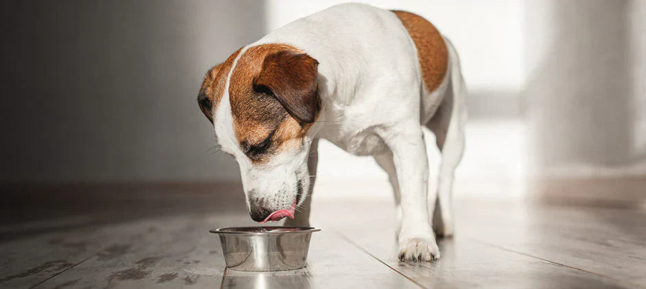 Wie man einen Hund richtig füttert: Was du für sein gesundes und glückliches Leben tun kannst