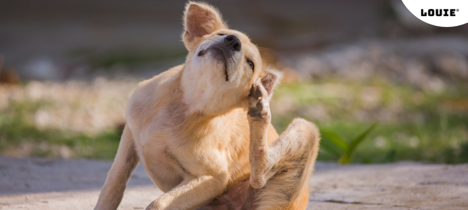 Wissen Sie, wie Sie feststellen können, ob Ihr Hund Allergien hat? Probieren Sie LOUIE’s Schnelltest