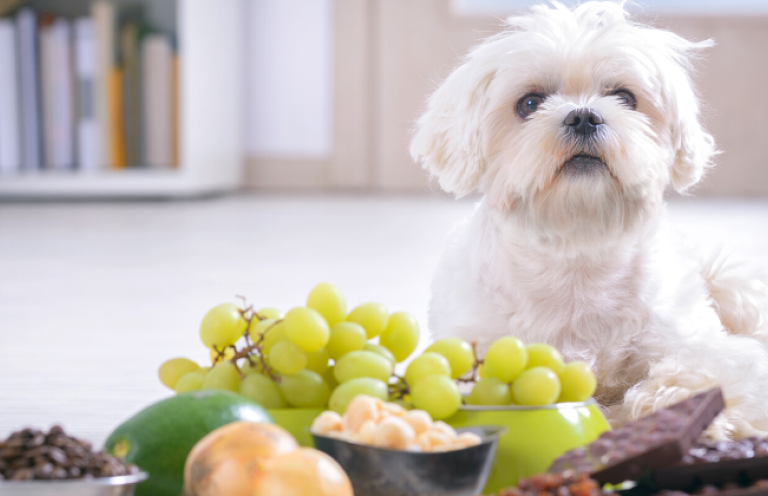 Ein großer Überblick über gefährliche Lebensmittel für Hunde